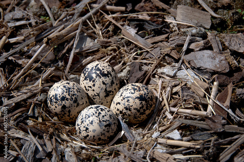 Killdeer birds are a ground nesting species and this is one of the variety of nests normally found.