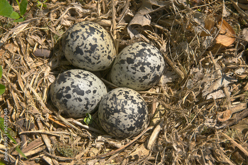 Killdeer birds are a ground nesting species and this is one of the variety of nests normally found.