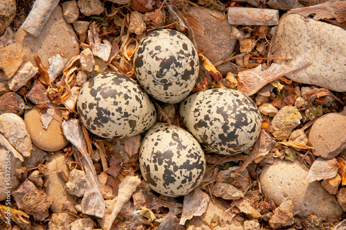 Canvas Print Killdeer birds are a ground nesting species and this is one of the variety of nests normally found