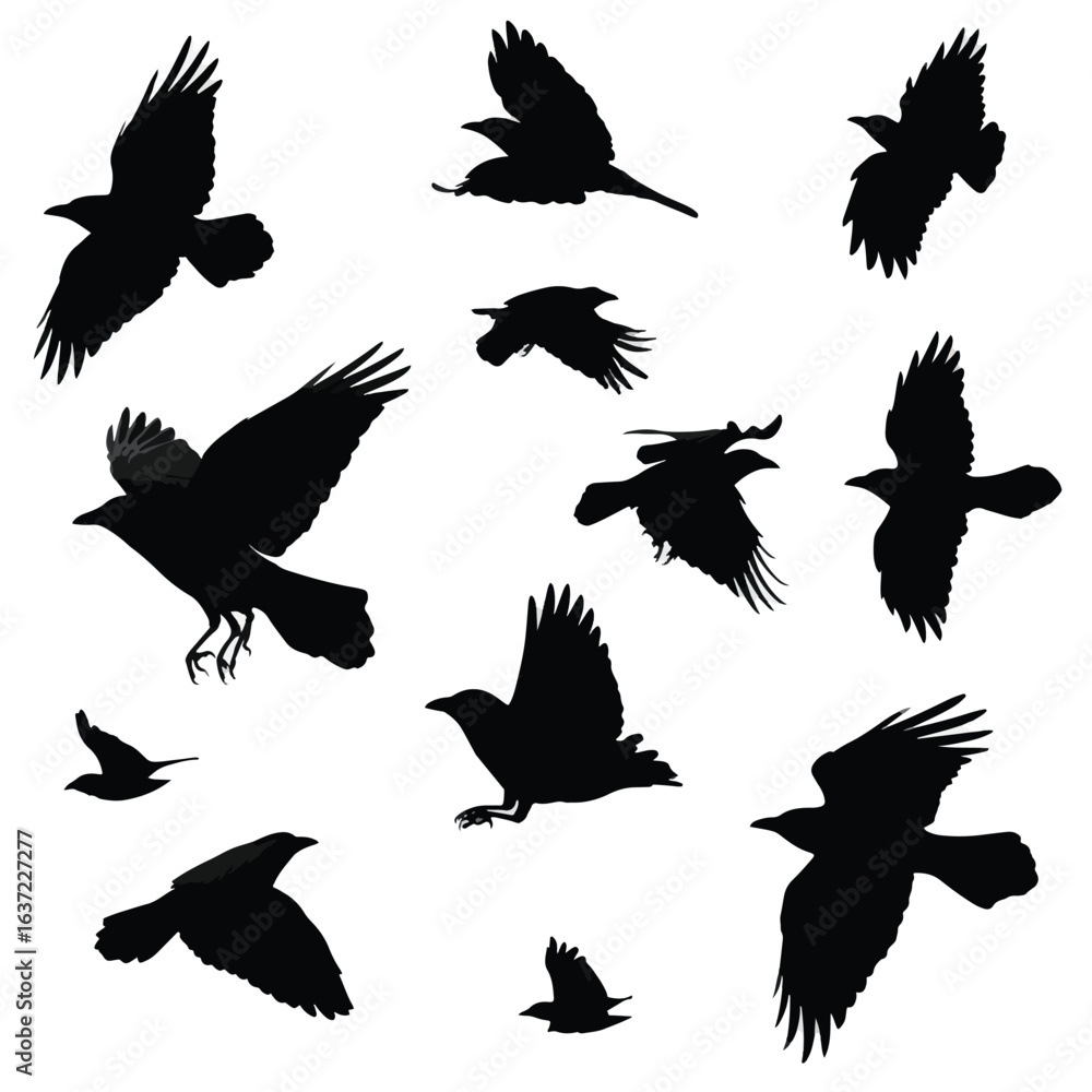 Fototapeta premium crow silhouette set flying, Black & White silhouette set