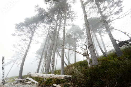 misty morning in the forest
