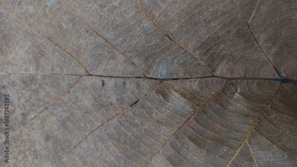 Fototapeta premium Close-up detail of underside of dried leaf that survived a cold winter. Brown Dry Leaf Macro Texture, Background