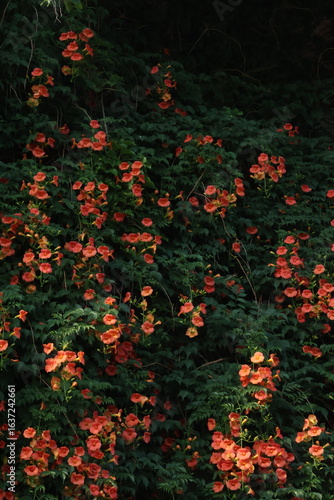 Chinese trumpet vine summer flowers