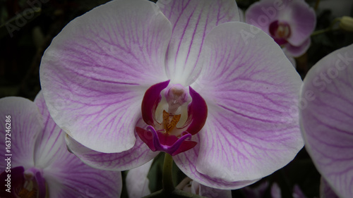 Sensual Moth Orchid