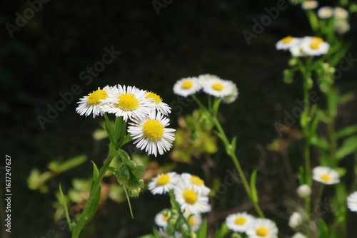 white daisies in the garden