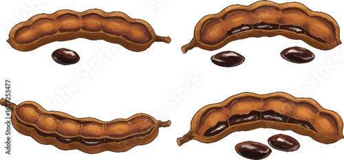Tamarind illustration showing ripe pods and seeds for culinary purposes