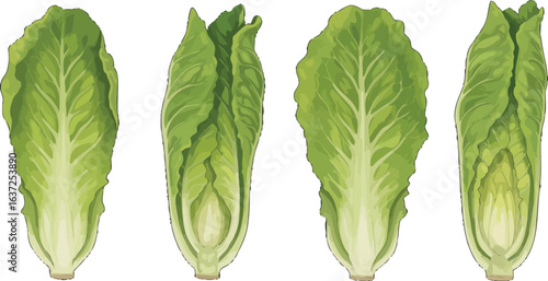Four Romaine Lettuce Heads Showcase Fresh Greens on a Pristine White Surface