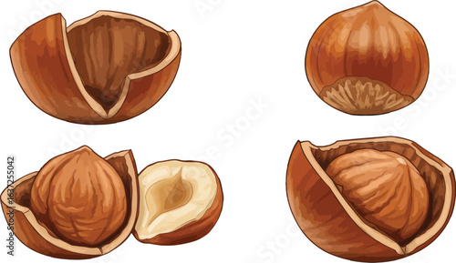 Artistic depiction of hazelnuts revealing their inner texture and shape
