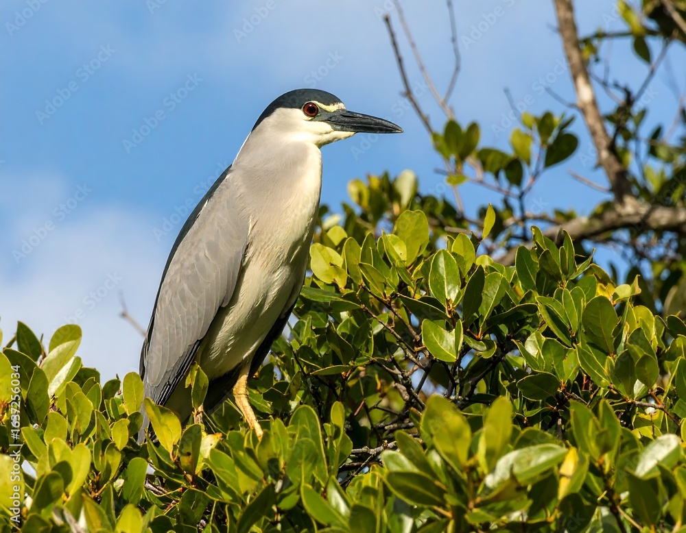Heron perched in tropical foliage Heron perched in tropical foliage