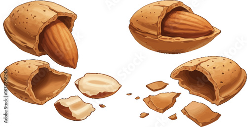 Delicate illustration of whole and cracked almonds on a clean white background