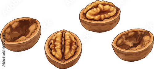 Hand-Drawn Walnut Halves Illustration on white representing wholesome food