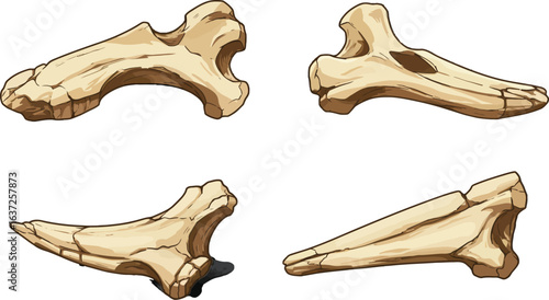 Collection of Ancient Bones Illustrating Anatomy and Fossilization Process