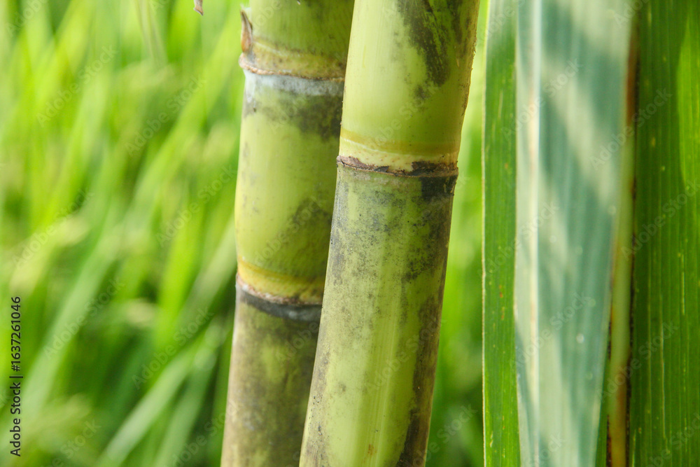 Fototapeta premium Yellow sugar cane plant or saccharum officinarum which displays sugar cane stalks containing fresh sugar cane juice which is the raw material for making granulated sugar