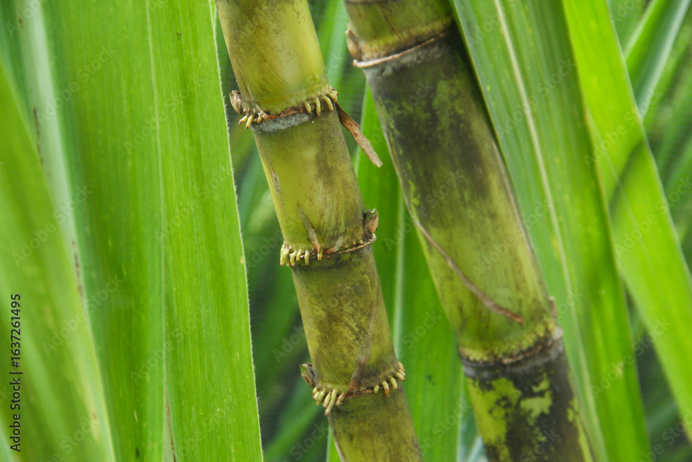 Fototapeta premium Yellow sugar cane plant or saccharum officinarum which displays sugar cane stalks containing fresh sugar cane juice which is the raw material for making granulated sugar