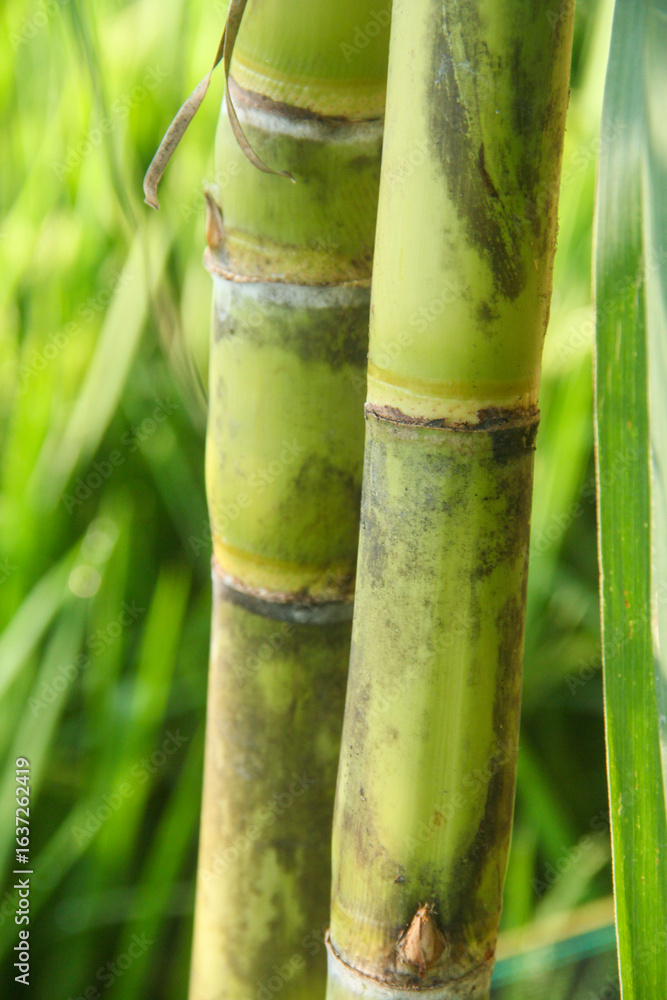 Fototapeta premium Yellow sugar cane plant or saccharum officinarum which displays sugar cane stalks containing fresh sugar cane juice which is the raw material for making granulated sugar