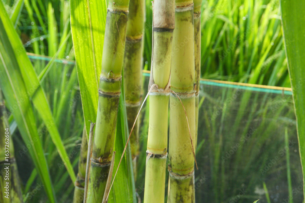 Fototapeta premium Yellow sugar cane plant or saccharum officinarum which displays sugar cane stalks containing fresh sugar cane juice which is the raw material for making granulated sugar