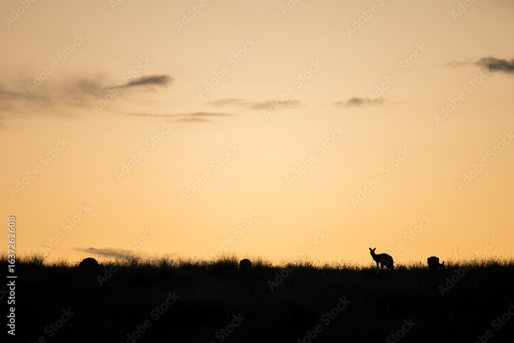 Silhouette of Kangaroos grazing in the Australian landscape at sunset Silhouette of Kangaroos grazing in the Australian landscape at sunset