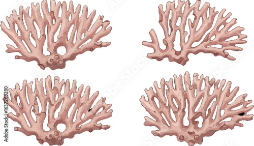 Four Coral Illustrations Showcase Ocean Beauty on a Pristine White Canvas