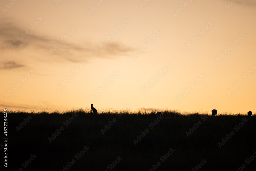 Fototapeta premium Silhouette of Kangaroos grazing in the Australian landscape at sunset