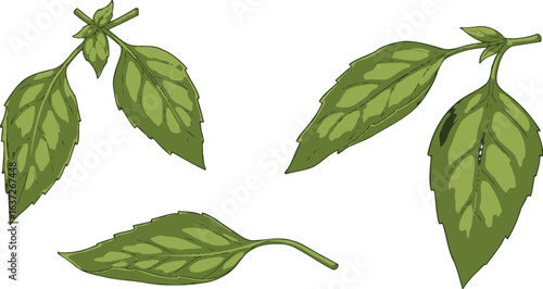 Botanical study of detailed cartoon leaves with unique patterned veins