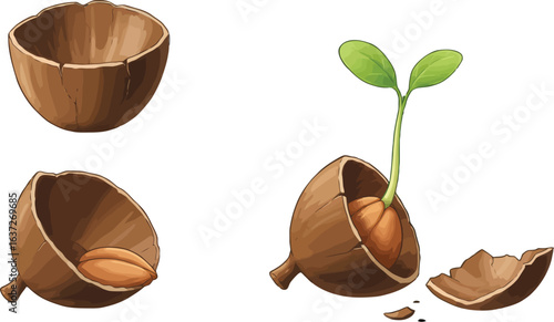 Digital rendering of acorn halves showcasing germination and plant growth stages