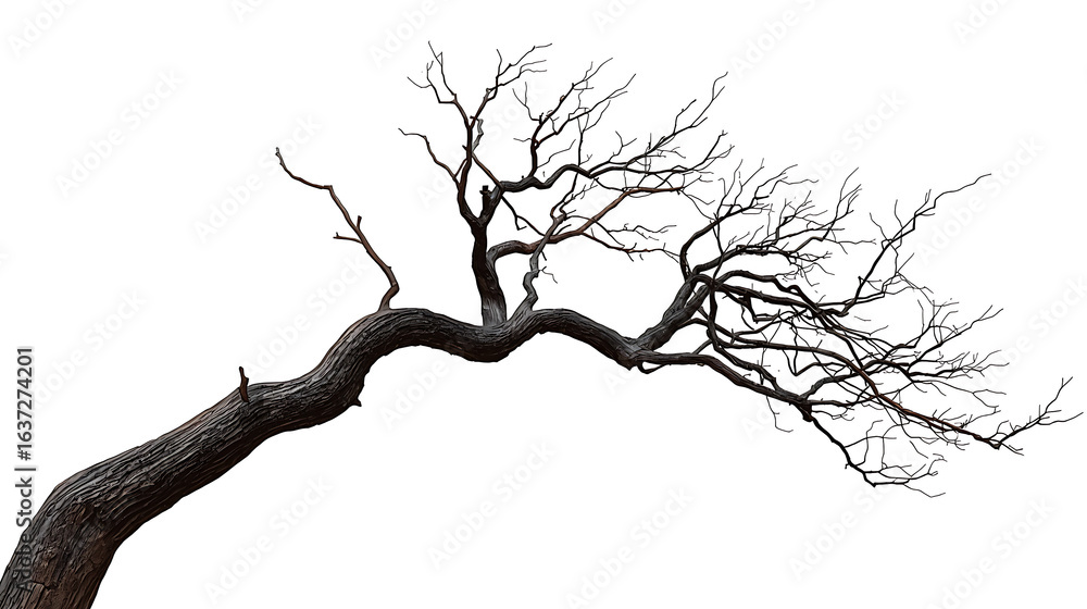 Obraz premium A single, dry, leafless tree with a twisted trunk, dark gnarled branches, and realistic wood texture on the trunk, growing at a strong horizontal angle.