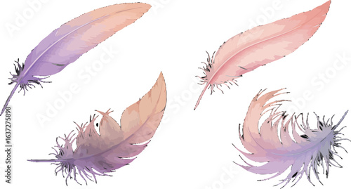 Watercolor avian plumes illustration for design elements and creative projects