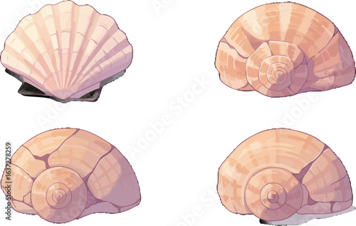 Elegant seashell composition featuring four different sea shell illustrations