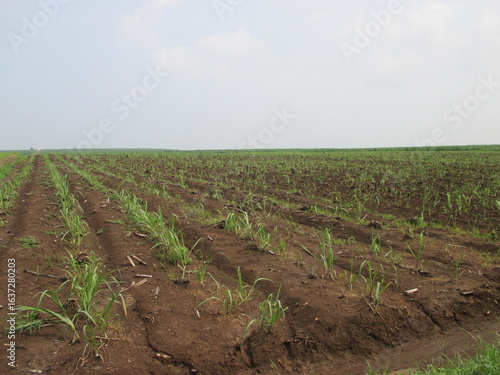 Cirebon, Jawa Barat Indonesia : 08.08.2025 : sugarcane plantations