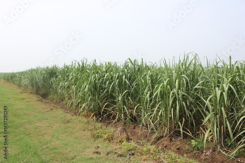 Cirebon, Jawa Barat Indonesia : 08.08.2025 : sugarcane plantations