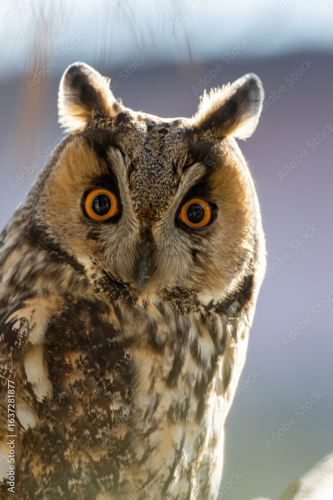 Obraz premium Long-eared Owl (Asio otus) sitting on a branch