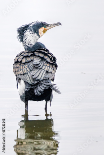 Принти на полотні Great Cormorant (Phalacrocorax carbo) in natural habitat