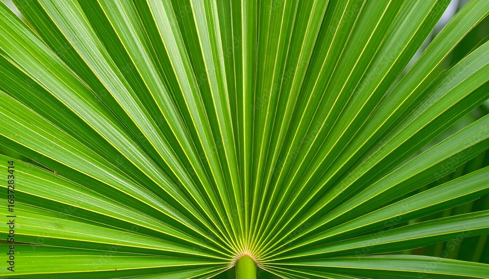 Fototapeta premium Close-up of vibrant green palm fronds