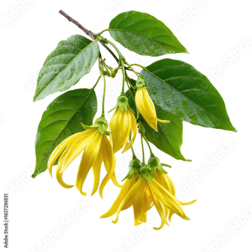Yellow ylang flowers on black background green leaves, Isolated On White, Png Transparent, Cut Out