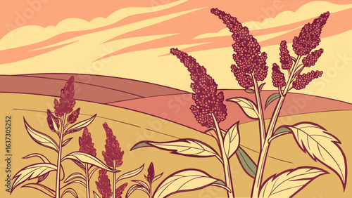 Illustration of a field of amaranth plants with a sunset sky and rolling hills at dusk landscape