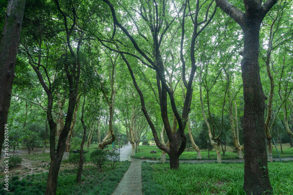 Fototapeta premium path in the forest