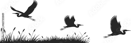 Silhouette of flying herons over marsh grass, wildlife bird migration scene, wetland ecosystem, nature conservation concept, black and white vector illustration