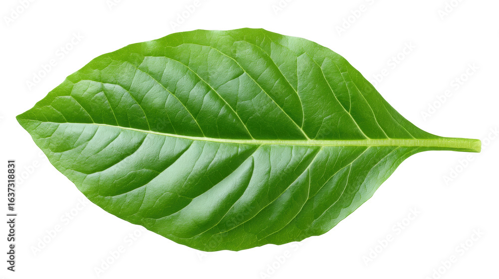 Obraz premium Green leaf isolated on transparent background showing natural texture and veins