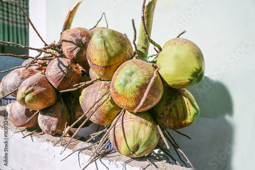 Brown ripe coconuts on a farm in Burma.