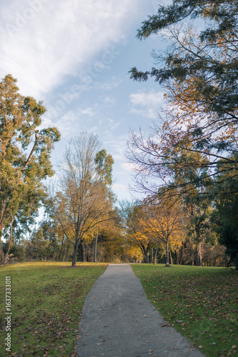 Footpath leading to park surrounded by deciduous trees in winter