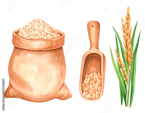 Watercolor illustration of rice. Harvest. Brown rice. Agriculture. Agricultural products. Self-sufficiency rate. Production rate. Rice.