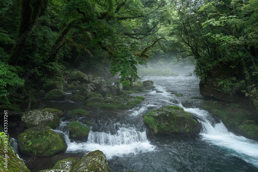 Obraz premium 雨上がりの霧の朝の菊池渓谷