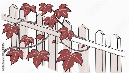 Illustration of a virginia creeper climbing a white picket fence in a garden setting, nature art
