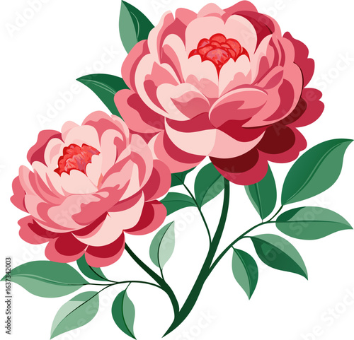 Vector illustration of a peony
