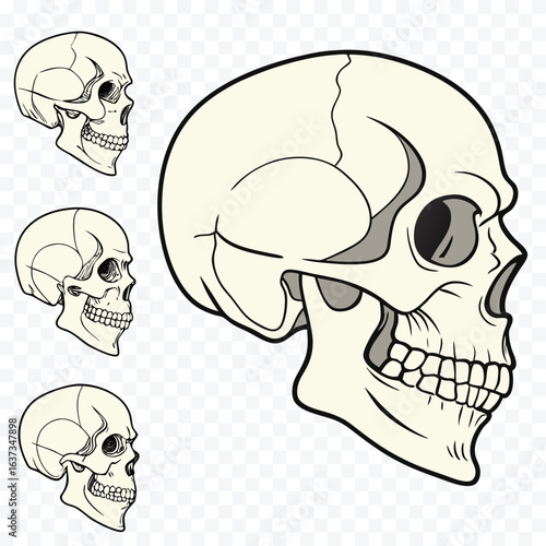 Anatomical Skull Collection Depicting Human Anatomy with Detailed Structures in a Graphic Style for Educational Resources and Medical Illustration