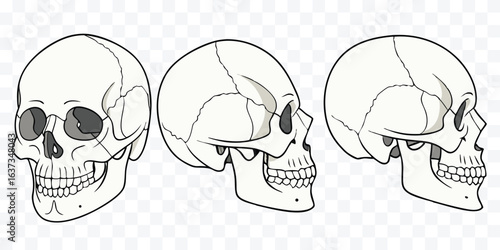 Anatomical Skull Illustration Different Angles Medical Skeleton Art Human Skull Bone Structure Anatomy Study Detailed Skull Drawing