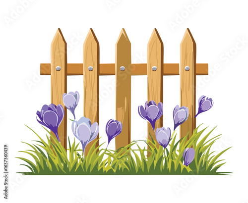 Wooden Picket Fence with Crocus Flowers