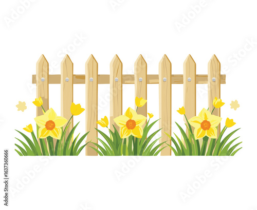 Picket Fence with Daffodils and Green Leaves
