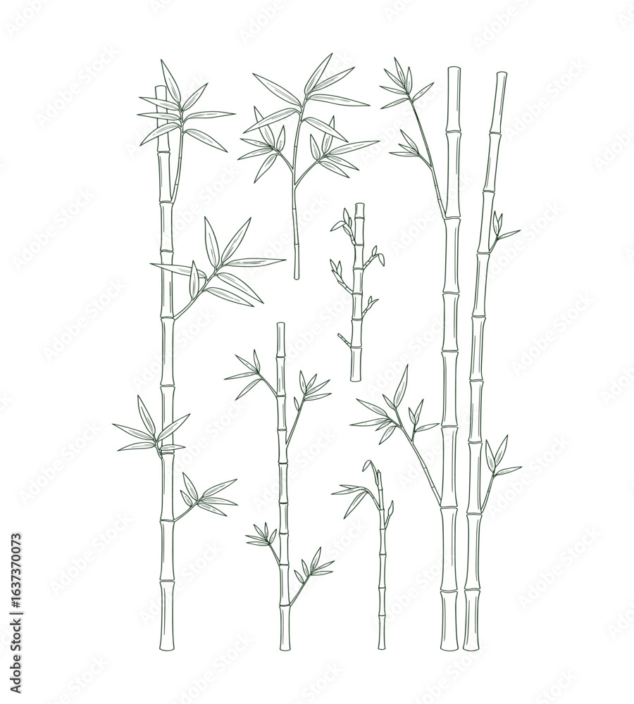 Obraz premium Elegant Bamboo Stalks and Foliage: Botanical Illustration of Asian Plant Design, Vector