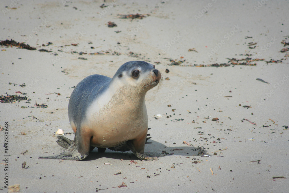 Naklejka premium Australian sea lion pup on the sand